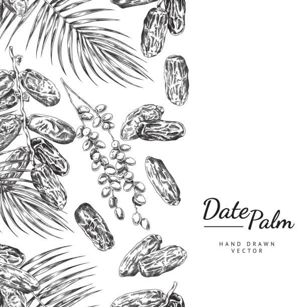 Seamless border with dates repeating in vertical, sketch vector isolated. Seamless border design with date palm leaves repeating in vertical, sketch vector illustration isolated on white background. Repeatable side edging with date fruits. drawing of a dates fruit stock illustrations