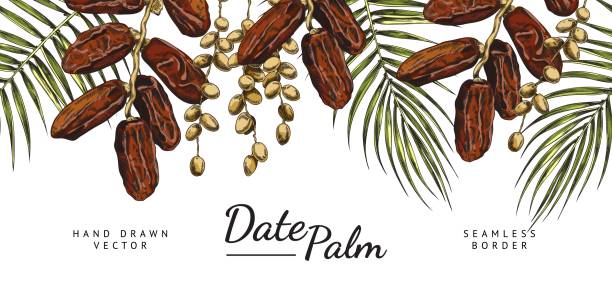 Date palm seamless border, hand drawn sketch vector illustration on white background. Date palm seamless border, hand drawn sketch vector illustration on white background. Delicious sweet date fruits growing on branch and palm tree branches. Fresh and dried dates banner. drawing of a dates fruit stock illustrations