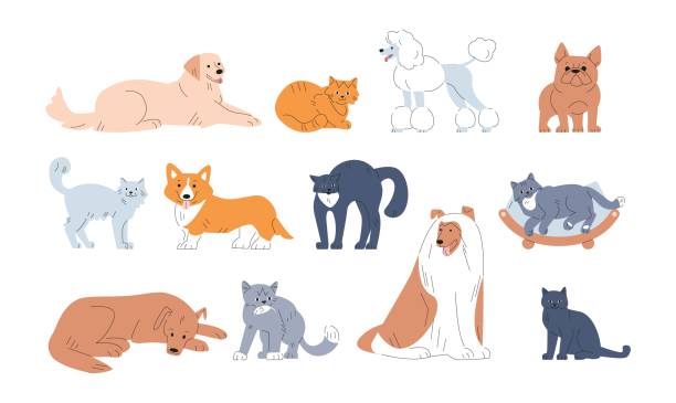 Funny pets vector set. Painting cute dog, various cats in poses. Pet sleep and action, puppy play. Kicky cartoon furry kitten, vector doodle animals Funny pets vector set. Painting cute dog, various cats in poses. Pet sleep and action, puppy play. Kicky cartoon furry kitten, vector doodle animals. Illustration of animal dog and cat collection kitten wallpaper stock illustrations