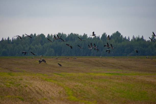 istock Group of migrating birds in a field 1436631827