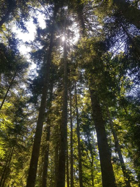 istock Low-angle view of pine trees in the forest 1436632291