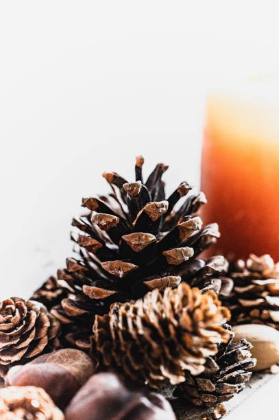 istock Closeup of pine cones on a white background 1436632585