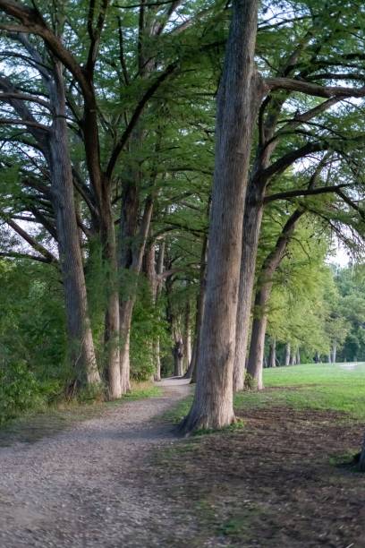 istock Vertical shot of the trees 1436632704
