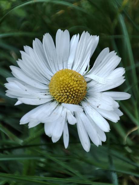 istock Vertical closeup shot of a white daisy 1436632782