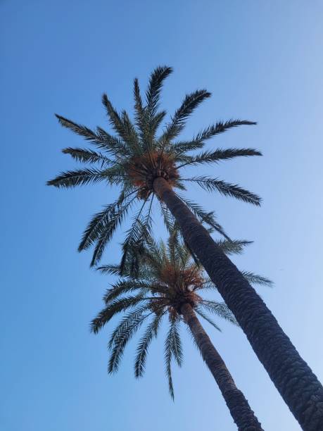 istock Low angle shot of palm trees with a blue sky background 1436632905