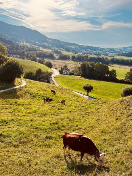 istock Vertical shot of a cow in a green field under the clouds 1436632995