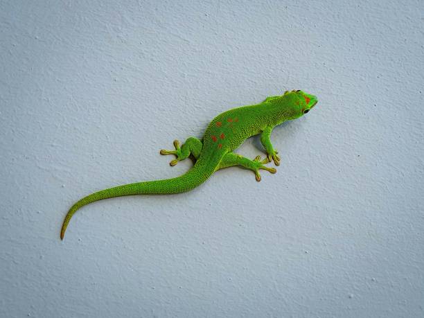 istock Closeup shot of Madagascar day gecko (Phelsuma madagascariensis) 1436633203