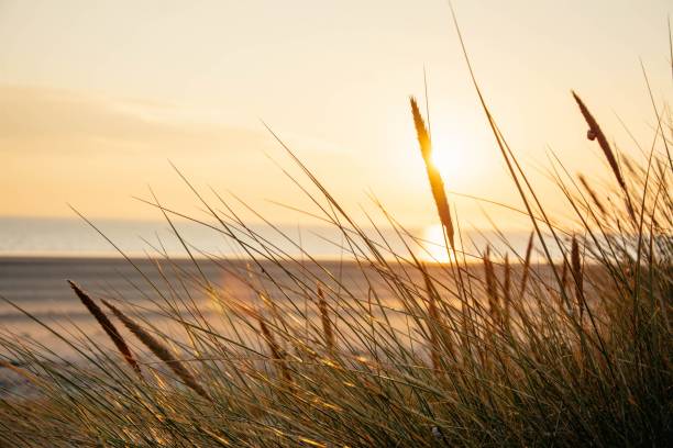 istock Selective focus shot of grass at the beach against scenic sunset 1436633260