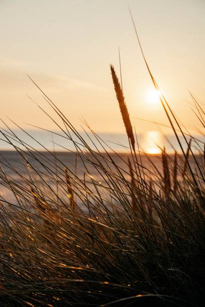 istock Selective focus shot of grass at the beach against scenic sunset 1436633270