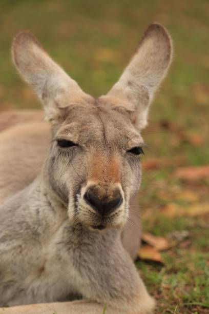 istock Vertical shot of a kangaroo in a field during the day 1436633511
