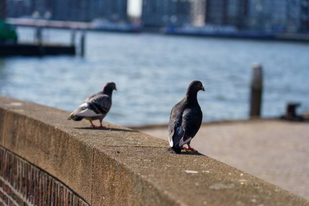 istock Pigeons on a stone railing with the harbor in the background 1436633542