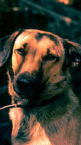 istock Vertical portrait of a brown dog 1436633608