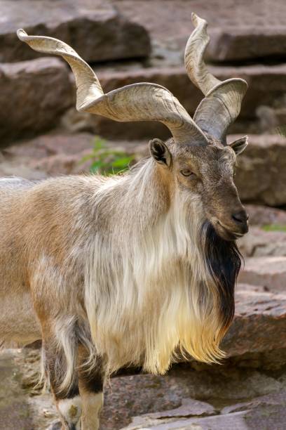 istock Wild goat on the rock. Herbivore in nature. 1436633819