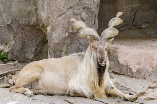 istock Wild goat on the rock. Herbivore in nature. 1436633820