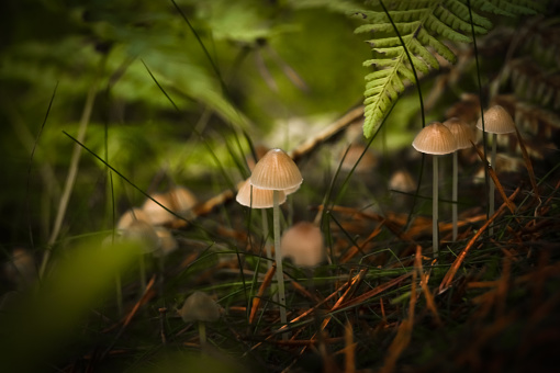 Mushrooms group on forest floor