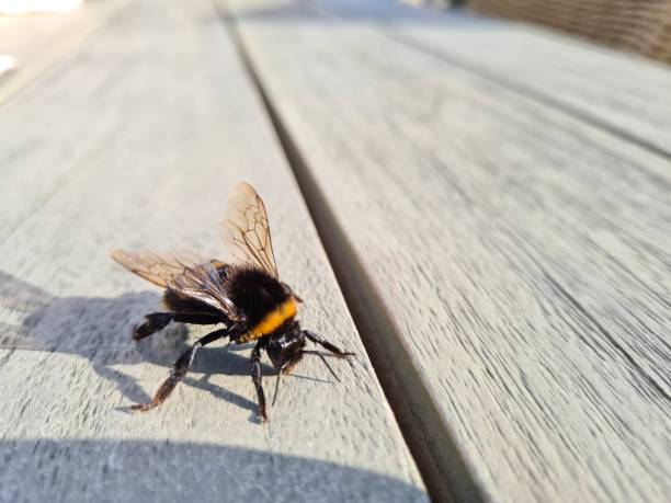 istock Macro shot of a bumblebee on a wooden surface 1436634280