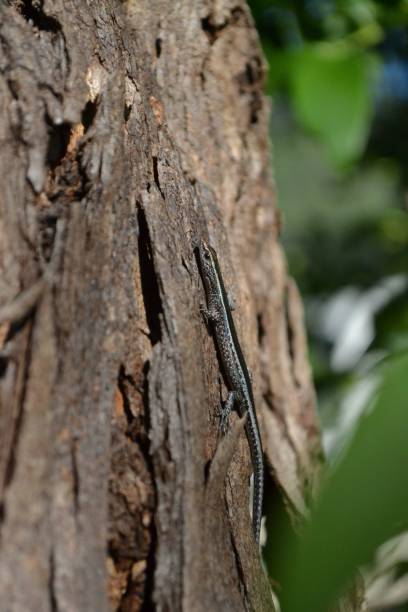 istock Vertical shot of a lizard on a trunk against blur background 1436634338