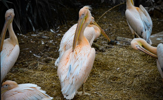 A flock of pink-backed pelicans in a field