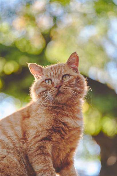 istock Beautiful ginger Tabby cat (Felis catus) on a blurred natural background 1436635033