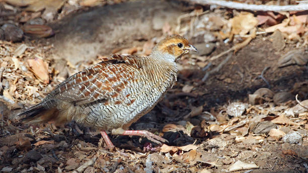 istock Grey francolin, bird of Hawaii islands 1436635344