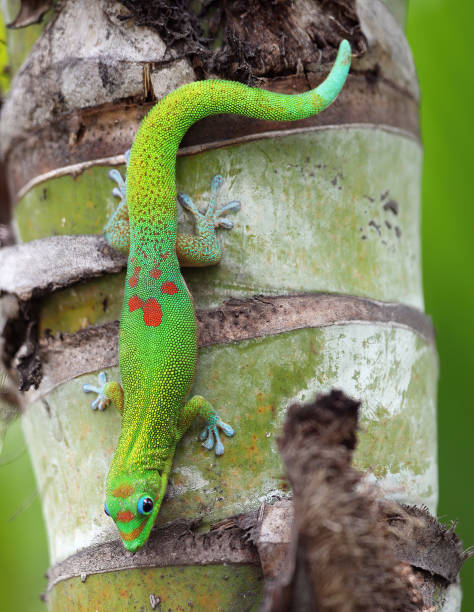 istock Green Gecko on a Palm trunk, Hawaii 1436635356