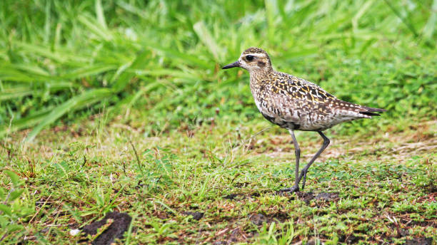 istock Pacific golden plover in Hawaii islands 1436635388