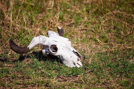A sun-bleached Blue wildebeest skull on the green grass of the Masai Mara, Kenya
