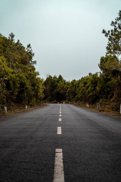 istock Vertical shot of an empty asphalt road between green trees on a cloudy day 1436635432