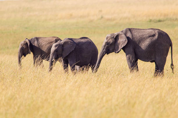 istock Elephant grazing on the open savannah of the Masai Mara, Kenya 1436635607