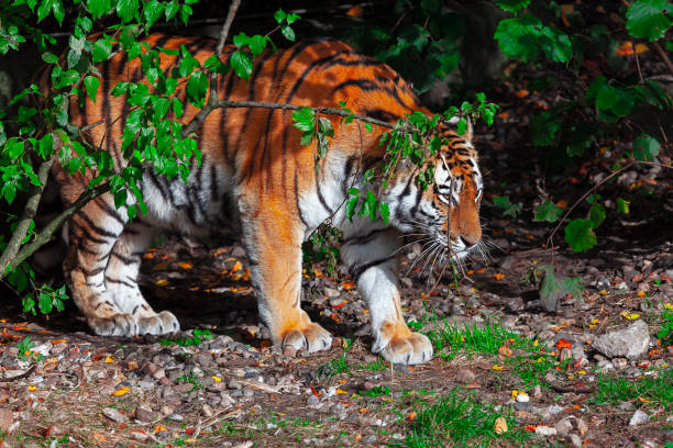 istock Tiger hides in nature 1436636089