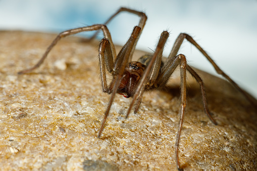 The big house spider Tegenaria domestica