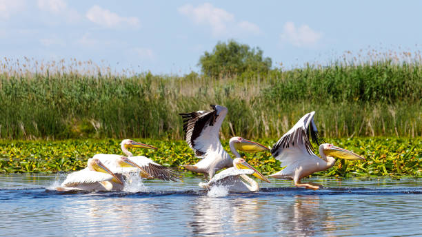 A pelican in the wilderness of the Danube Delta in Romania stock photo