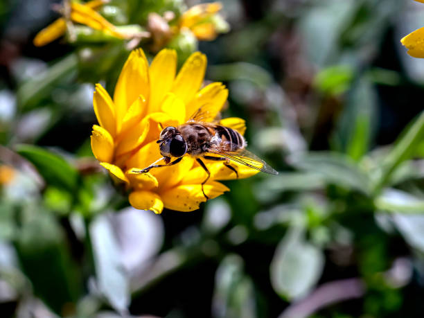 istock useful insect similar to a fly sits on a calendula flower 1436638578