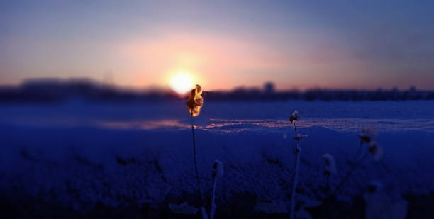 Flower at dusk
