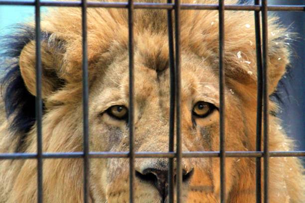 istock Portrait Of Lion In Cage 1436643506