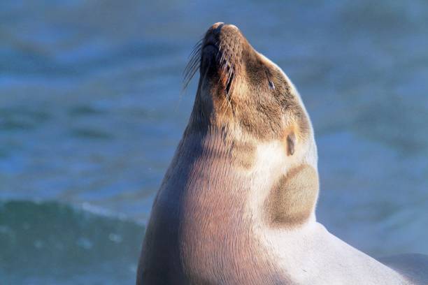 istock Close-Up Of Sea Lion 1436643721