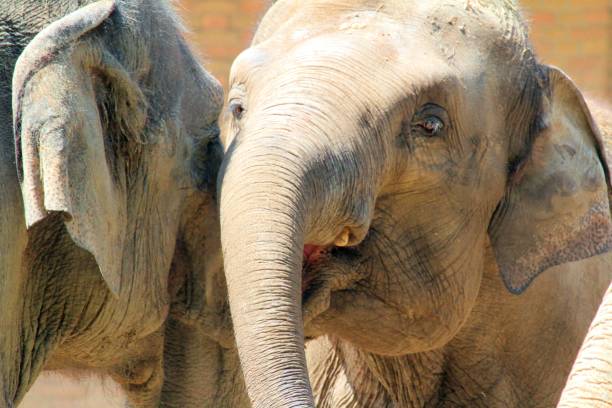 istock Close-Up Of Elephant 1436643908