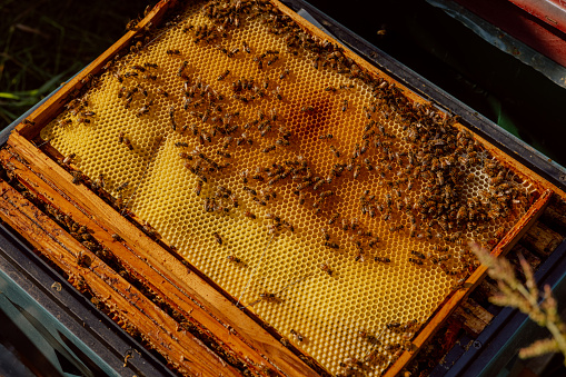 close up shot selective focus above inside beehive frame with honeycomb and bees.