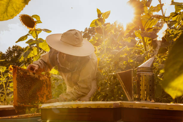 istock Working process in apriary. Man in beekeeper suit holding frame with bees and honeycomb taking from hive standing near hive in field full of sunflower in countryside 1436645451