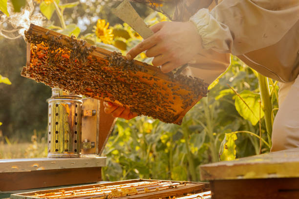 nahaufnahme des bildes mit bienen und waben, die von den händen des mannes gehalten werden. bienenstöcke im sonnenblumenfeld. apriculture-konzept - apiculture stock-fotos und bilder