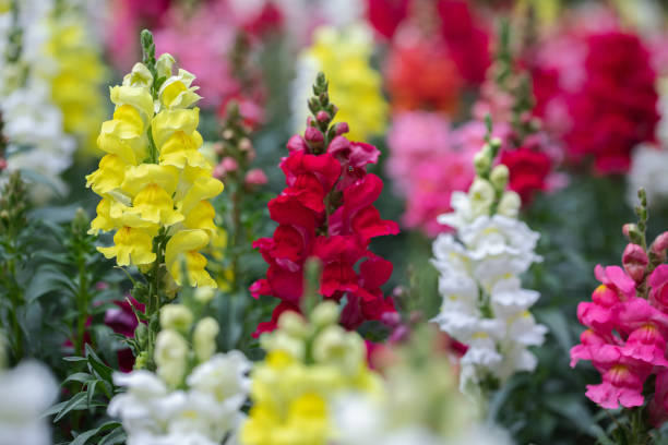 piękne kwiaty lwiej paszczy kwitnące w wiosenny dzień. antirrhinum majus - snapdragon zdjęcia i obrazy z banku zdjęć