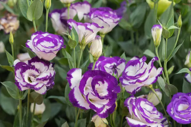 Close up of Lisianthus flowers or Eustoma plants blossom in flower garden.