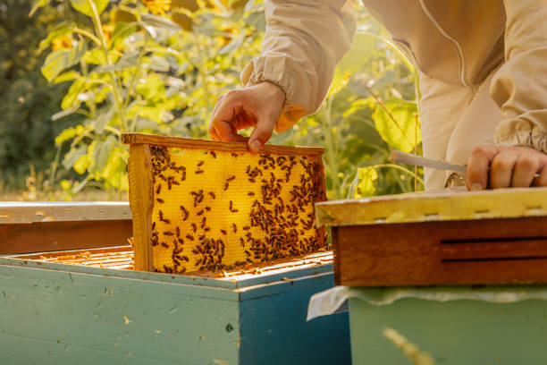 konsep apriaryculture. close up shot on frame dengan lebah dan sarang lebah di atasnya. apriary dalam filed penuh bunga matahari - lebah madu afrikanisasi foto potret stok, foto, & gambar bebas royalti