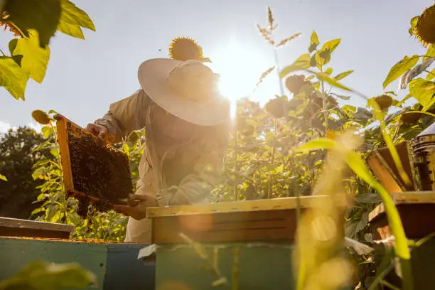 Photo of Person worker in beekeeper suit taking frame full of bees and honeycomb from beehive working with honey collecting removing. Apriculture sericulture concept in apriary in sunflwoers field