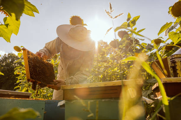 istock Person worker in beekeeper suit taking frame full of bees and honeycomb from beehive working with honey collecting removing. Apriculture sericulture concept in apriary in sunflwoers field 1436646314