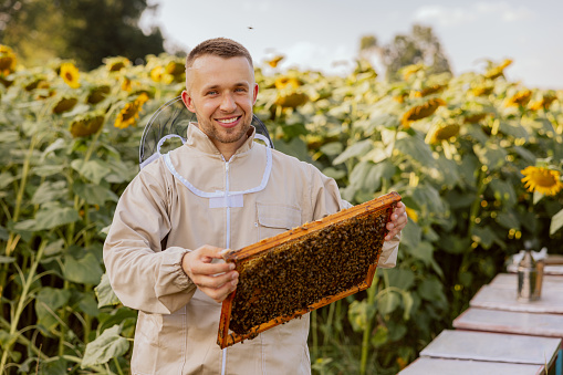 Adorable handsome man wearing beekeeper suit looking at camera smiling holding frame with bees and honeycomb standing in fields with sunflower behind.