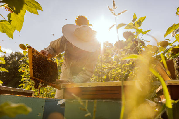 istock Person worker in beekeeper suit taking frame full of bees and honeycomb from beehive working with honey collecting removing. Apriculture sericulture concept in apriary in sunflwoers field 1436646794