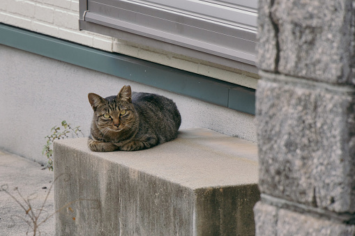 Tabby cat sitting calmly in front of the house