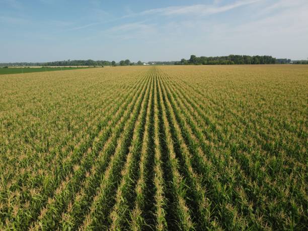 istock Top view of dense green large corn fields under blue sky in Notre-Dame de la Paix, Canada 1436650347