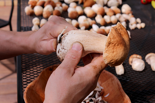 Man cleans edible forest mushrooms Boletus edulis with knife. Autumn concept.